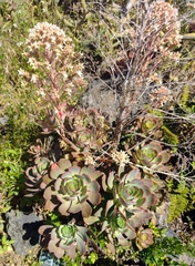 Aeonium davidbramwellii