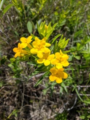 Lithospermum caroliniense croceum
