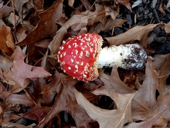 Amanita muscaria