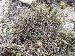 Flowering Oatgrass (Trisetum floribundum)