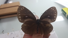 Euploea tulliolus koxinga