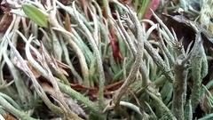 Cladonia rei