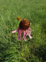 Echinacea angustifolia