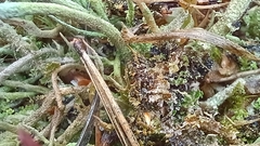 Cladonia rei
