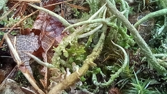 Cladonia rei