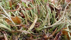 Cladonia rei