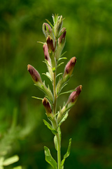 Schwalbea americana
