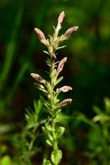 Schwalbea americana