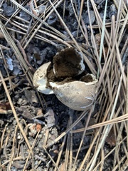 Handkea fumosa