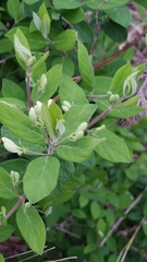 Lonicera