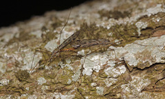 Tipula rufina