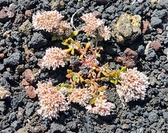 Polycarpaea divaricata