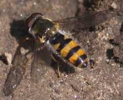 Meligramma cincta