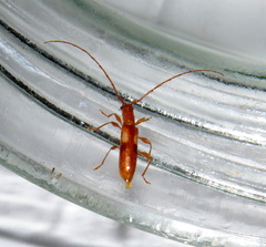 Heterachthes quadrimaculatus