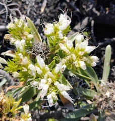 Echium brevirame