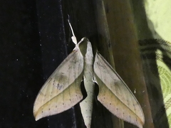 Xylophanes acrus