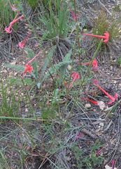 Ipomopsis aggregata collina