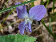 Viola novae-angliae