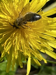 Andrena nigroaenea