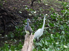 Egretta tricolor image