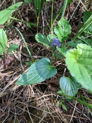 Viola novae-angliae