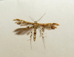 Geina periscelidactylus