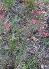 Ipomopsis aggregata collina