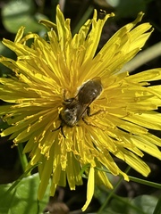 Andrena nigroaenea