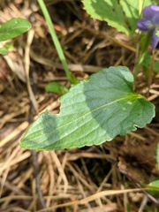 Viola novae-angliae