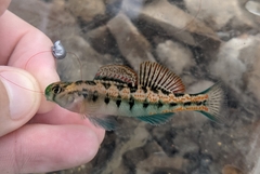 Etheostoma planasaxatile