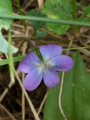 Viola novae-angliae
