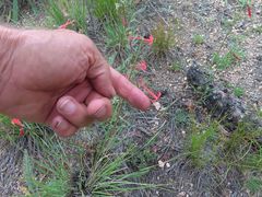 Ipomopsis aggregata collina