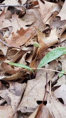 Erythronium americanum