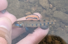 Spangled Darter photo 4