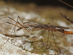 Tipula rufina