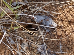 Myrmecocystus melliger