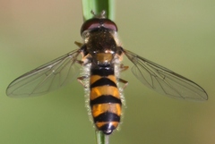 Meligramma cincta