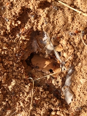 Myrmecocystus melliger