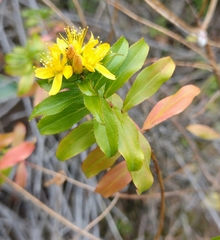 Hypericum glandulosum