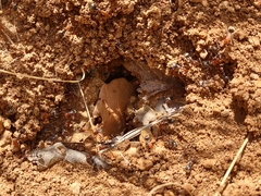 Myrmecocystus melliger