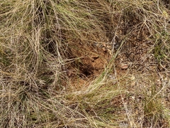 Myrmecocystus melliger