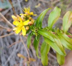 Hypericum glandulosum