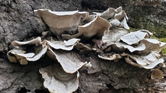 Fungi