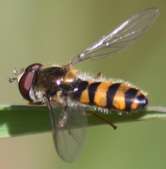 Meligramma cincta