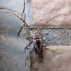 Sybra ordinata