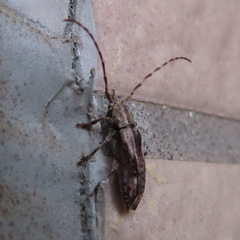 Sybra ordinata
