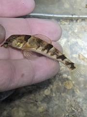 Etheostoma blennius