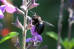 Xylocopa tabaniformis orpifex