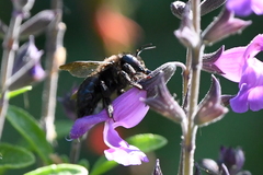 Xylocopa tabaniformis orpifex