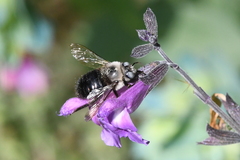 Xylocopa tabaniformis orpifex